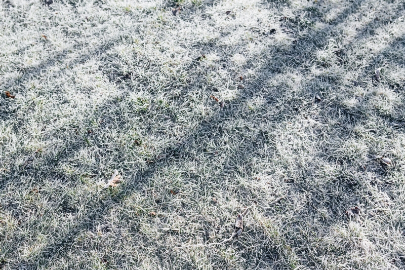 kaboompics_Frost covered grass in the morning.jpg 方案配图,色彩意境,白色,
