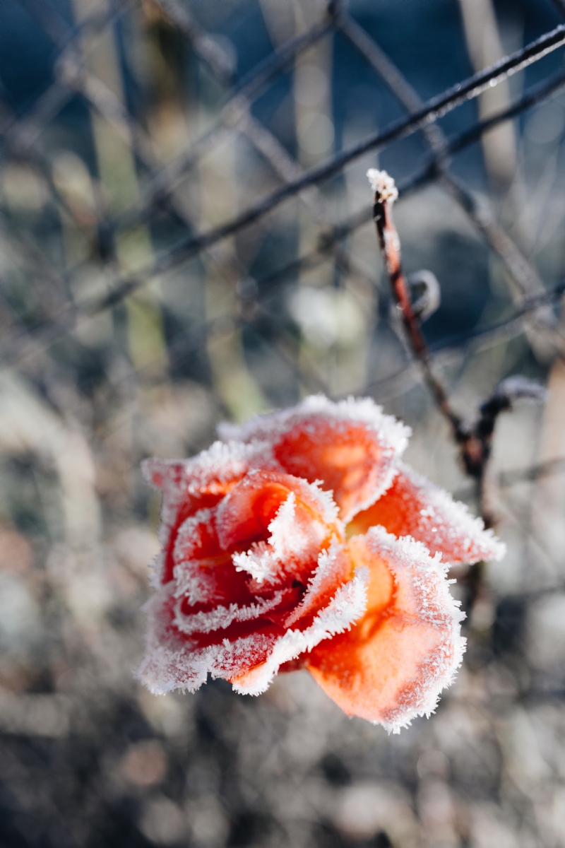 kaboompics_Frozen flower.jpg 方案配图,色彩意境,白色,