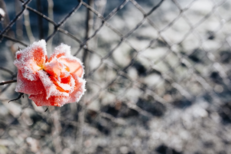 kaboompics_Frozen flower-2.jpg 方案配图,色彩意境,白色,