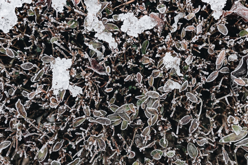 kaboompics_Frozen leaves & twigs.jpg 方案配图,色彩意境,白色,