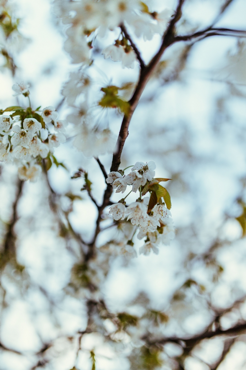 kaboompics_Little white flowers on branches.jpg 方案配图,色彩意境,白色,