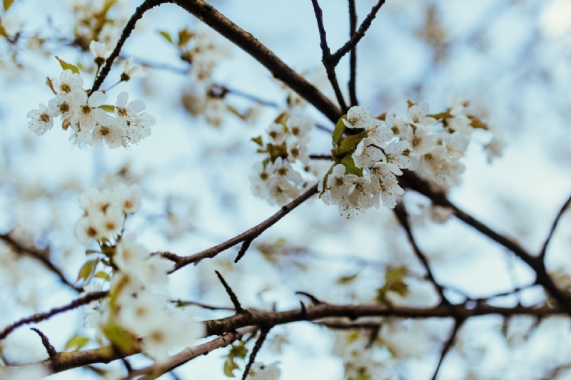kaboompics_Little white flowers on branches-2.jpg 方案配图,色彩意境,白色,