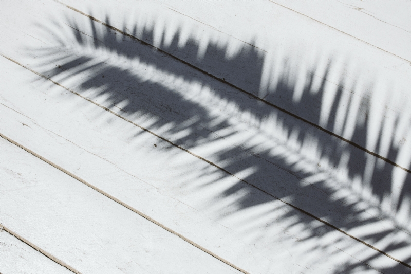 kaboompics_Palm leaf and shadow.jpg 方案配图,色彩意境,白色,