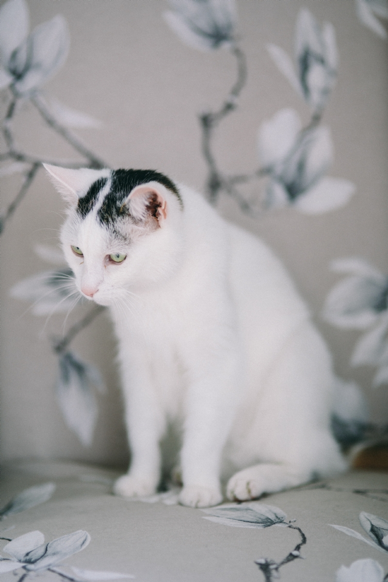 kaboompics_Portraits of white sad cat.jpg 方案配图,色彩意境,白色,