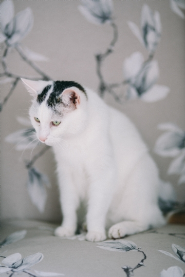 白色 kaboompics_Portraits of white sad cat.jpg