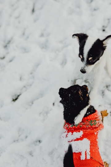 白色 kaboompics_Small dogs play on the snow.jpg