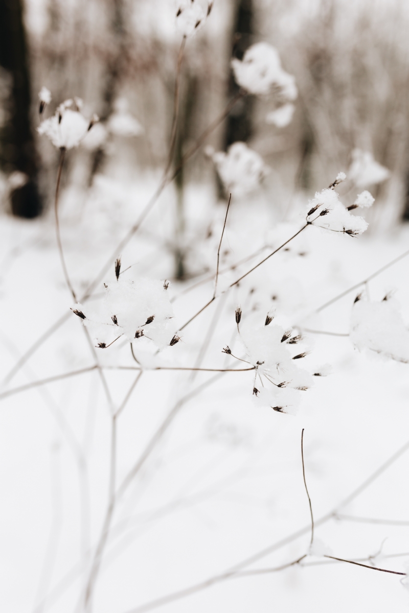 kaboompics_Snow on dry twigs.jpg 方案配图,色彩意境,白色,