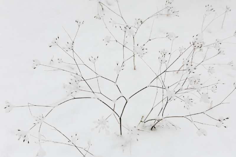 kaboompics_Snow on dry twigs-2.jpg 方案配图,色彩意境,白色,