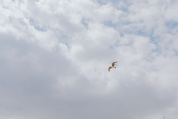 白色 kaboompics_The sky and the seagull.jpg