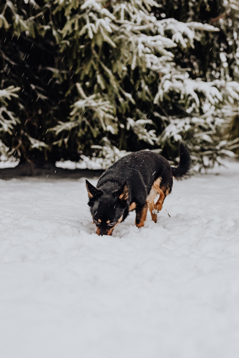 kaboompics_The white and black dog are playing in the garden on the snow.jpg 方案配图,色彩意境,白色,