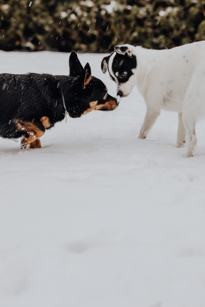 kaboompics_The white and black dog are playing in the garden on the snow-2.jpg 方案配图,色彩意境,白色,