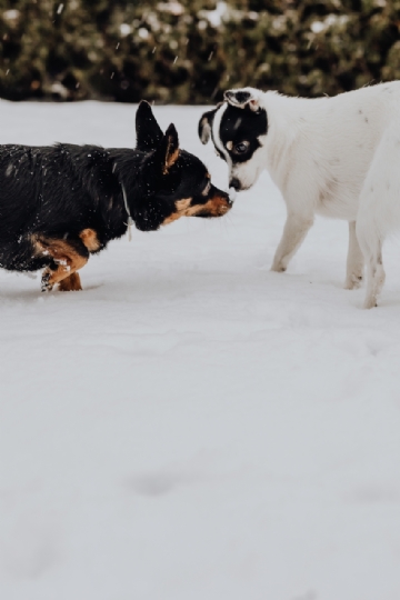 白色 kaboompics_The white and black dog are playing in the garden on the snow-2.jpg