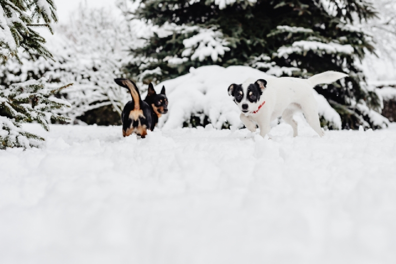 kaboompics_Two small dogs are playing on fresh snow-2.jpg 方案配图,色彩意境,白色,