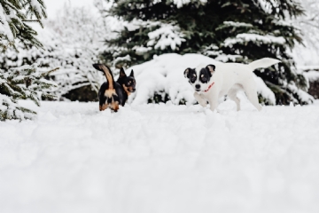 白色 kaboompics_Two small dogs are playing on fresh snow-2.jpg