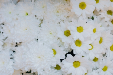 白色 kaboompics_White Chrysanthemum.jpg