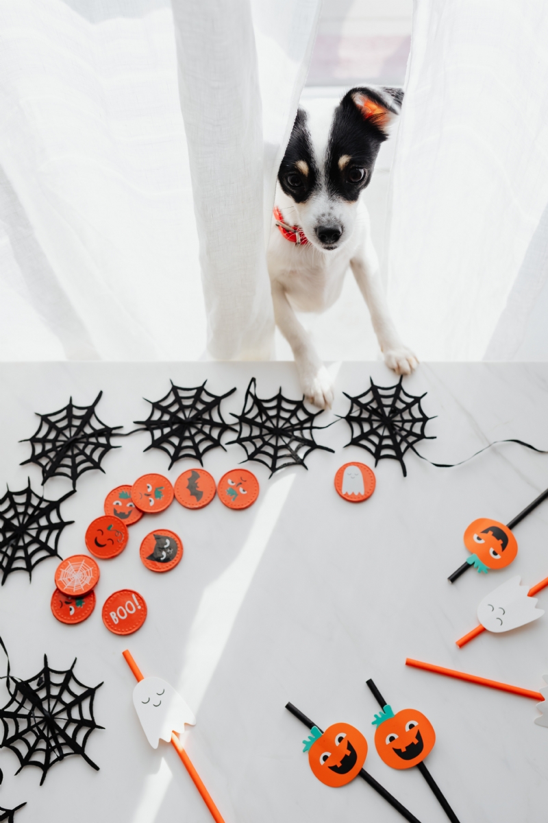 kaboompics_White dog & halloween decorations.jpg 方案配图,色彩意境,白色,