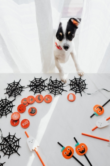 白色 kaboompics_White dog & halloween decorations.jpg