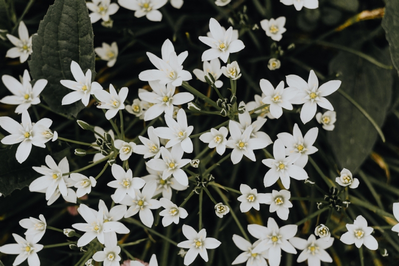 kaboompics_White flowers Ornithogalum close-up.jpg 方案配图,色彩意境,白色,