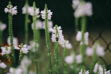 白色 kaboompics_White flowers.jpg