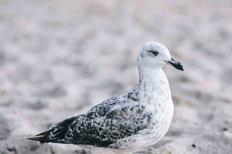 kaboompics_White seagull on the beach-2.jpg 方案配图,色彩意境,白色,