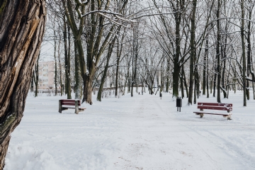 白色 kaboompics_Wintery Park.jpg