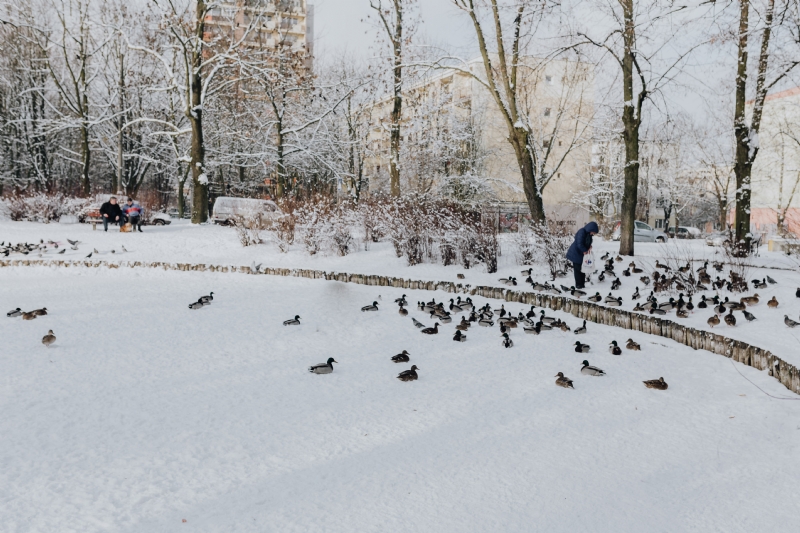 kaboompics_Woman feeding a ducks.jpg 方案配图,色彩意境,白色,