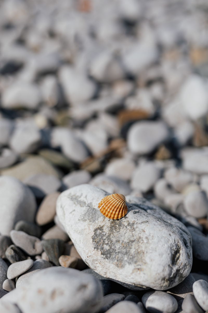 kaboompics_A little shell on a rock.jpg 方案配图,色彩意境,灰色,