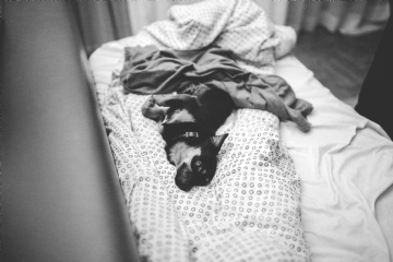 灰色 kaboompics_Dog lying on a bed.jpg