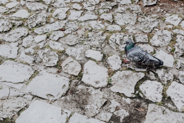 灰色 kaboompics_Old brick and stone pavements and pigeon.jpg