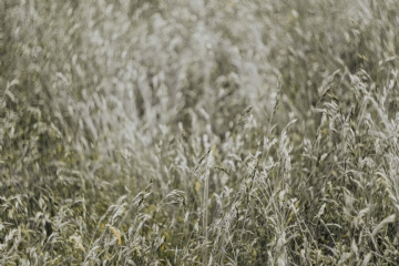 灰色 kaboompics_Silver grass field.jpg