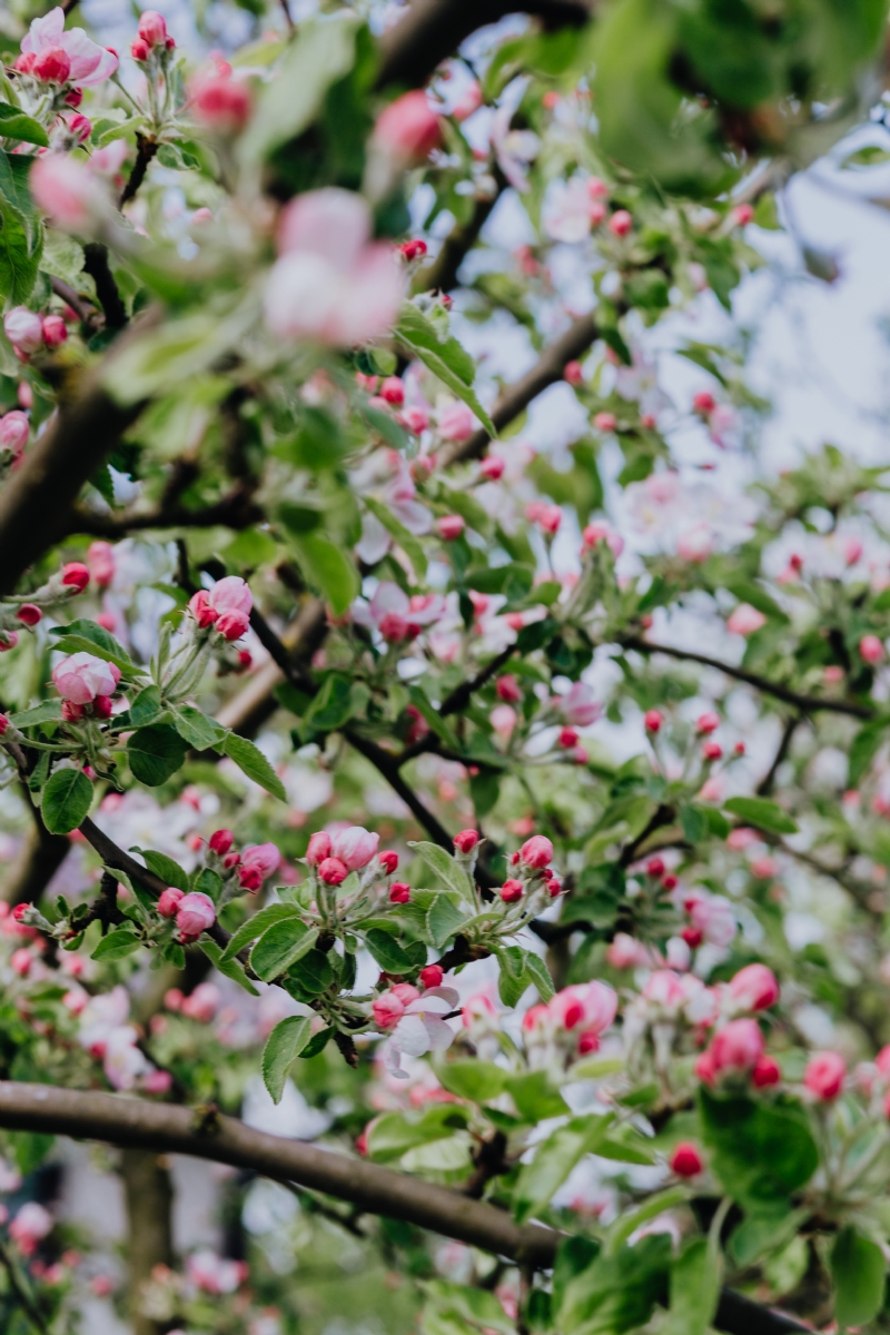 kaboompics_A blooming apple trees in spring.jpg 方案配图,色彩意境,粉色,