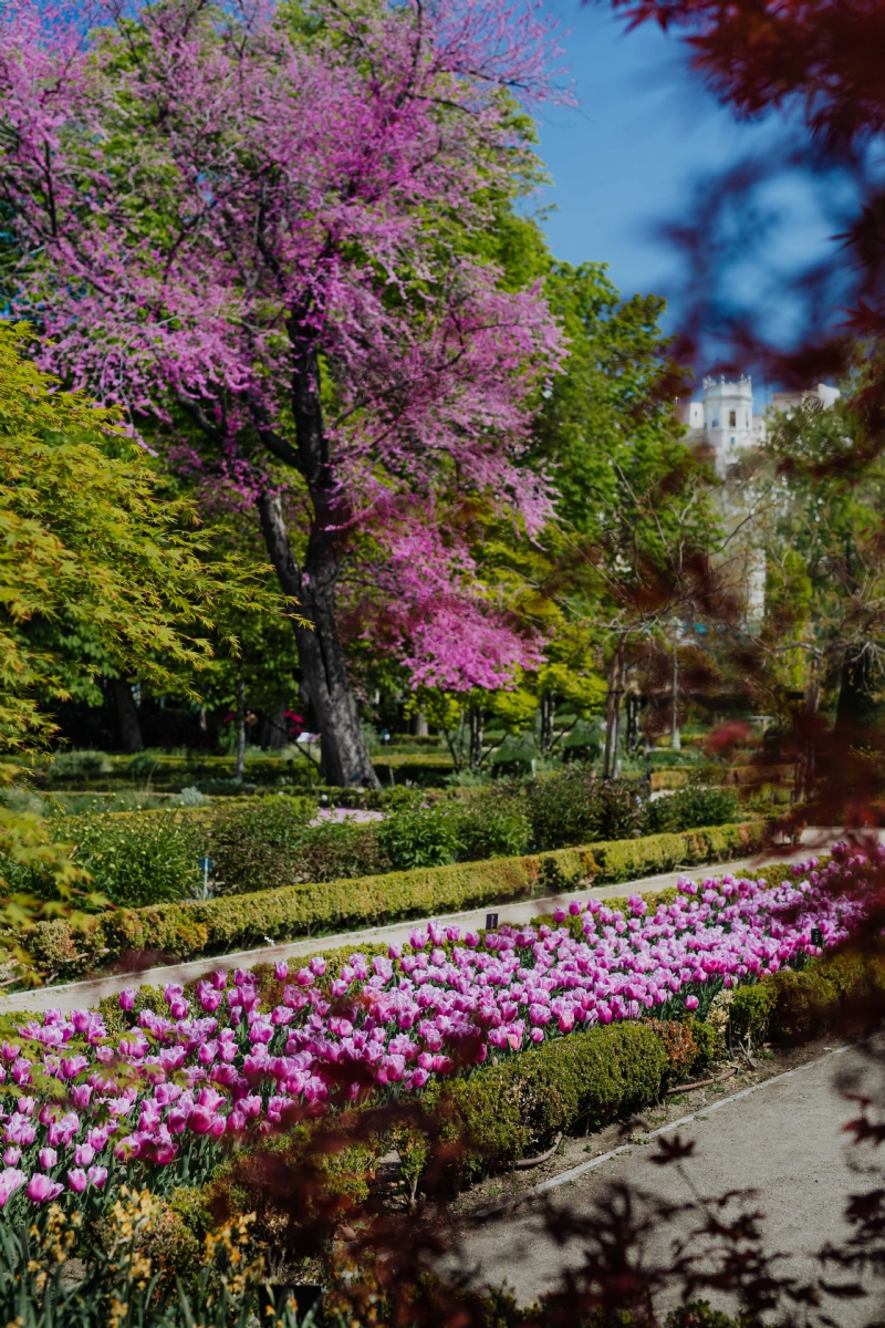 kaboompics_A blossoming Jacaranda mimosifolia tree and purple tulips.jpg 方案配图,色彩意境,粉色,