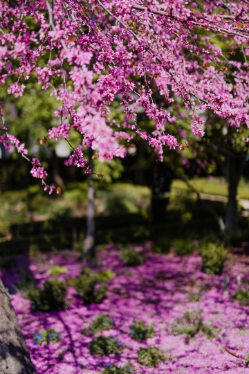 粉色 kaboompics_A blossoming Jacaranda mimosifolia tree.jpg