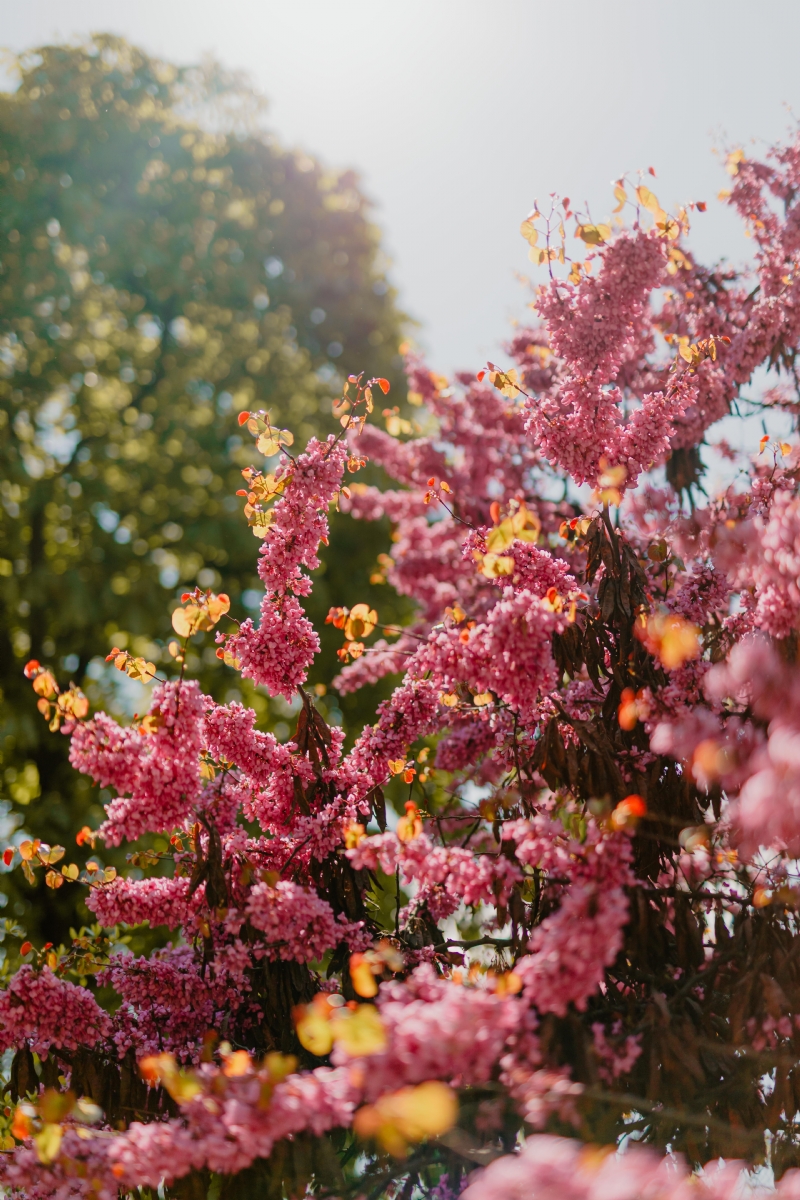 kaboompics_Beautiful pink blossoming tree.jpg 方案配图,色彩意境,粉色,