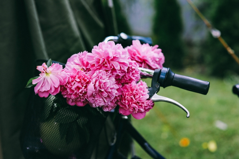 kaboompics_Beautiful pink flowers in a bicycle basket.jpg 方案配图,色彩意境,粉色,