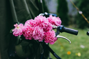 粉色 kaboompics_Beautiful pink flowers in a bicycle basket.jpg