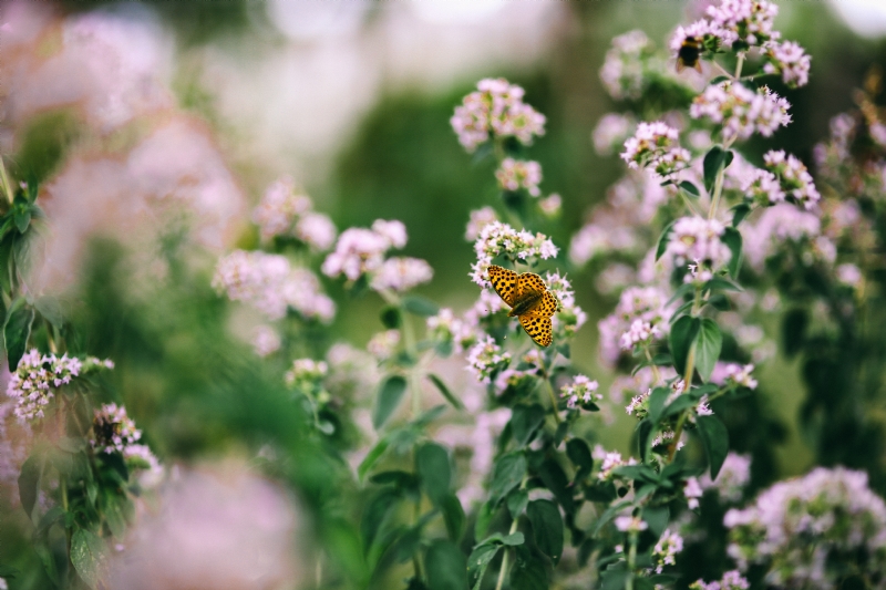 kaboompics_Butterfly on the flowers.jpg 方案配图,色彩意境,粉色,