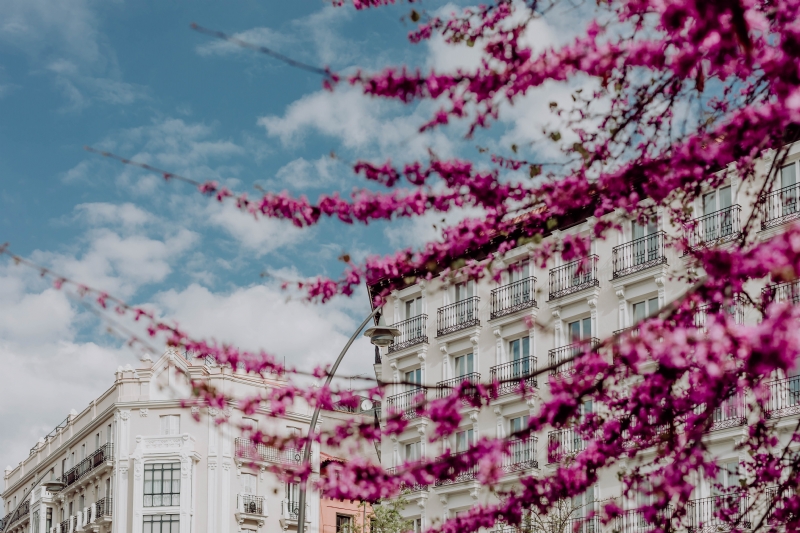 kaboompics_Judas trees in blossom at springtime in Madrid, Spain.jpg 方案配图,色彩意境,粉色,