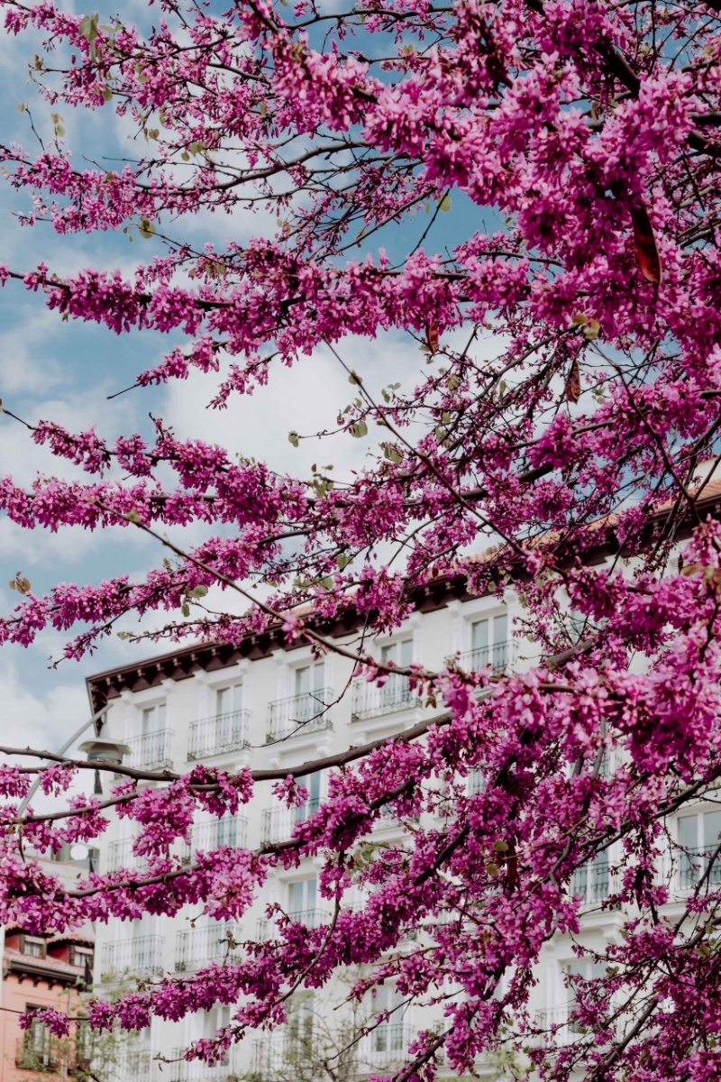 kaboompics_Judas trees in blossom at springtime in Madrid, Spain-2.jpg 方案配图,色彩意境,粉色,