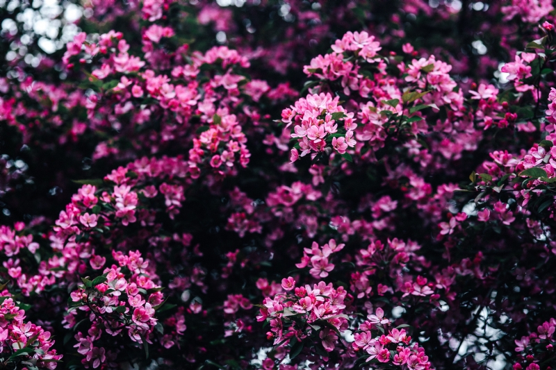 kaboompics_Lovely pink flowers blooming from the tree branches.jpg 方案配图,色彩意境,粉色,