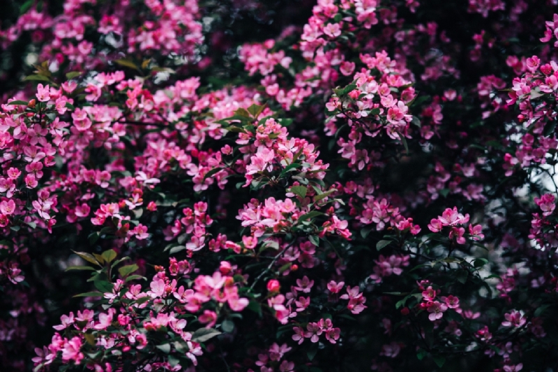 kaboompics_Lovely pink flowers blooming from the tree branches-2.jpg 方案配图,色彩意境,粉色,