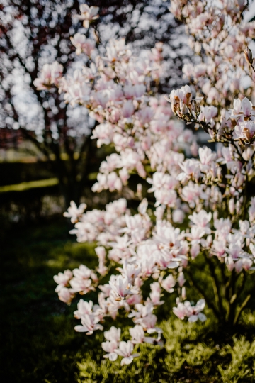粉色 kaboompics_Magnolia tree in bloom.jpg