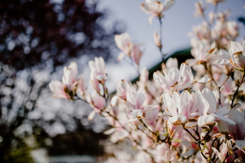 kaboompics_Magnolia tree in bloom-2.jpg 方案配图,色彩意境,粉色,