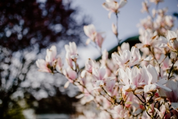 粉色 kaboompics_Magnolia tree in bloom-2.jpg