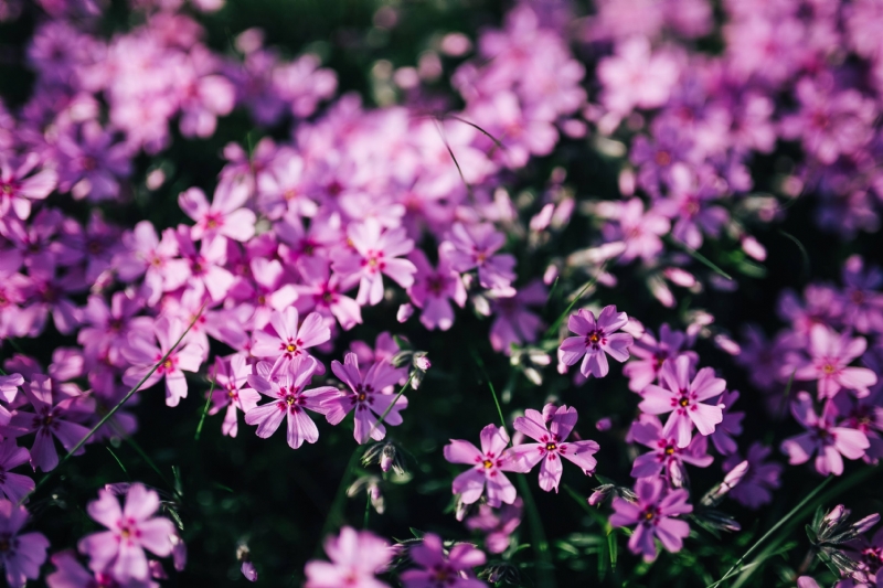 kaboompics_Pink flowers blooming in spring.jpg 方案配图,色彩意境,粉色,