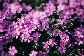 粉色 kaboompics_Pink flowers blooming in spring.jpg