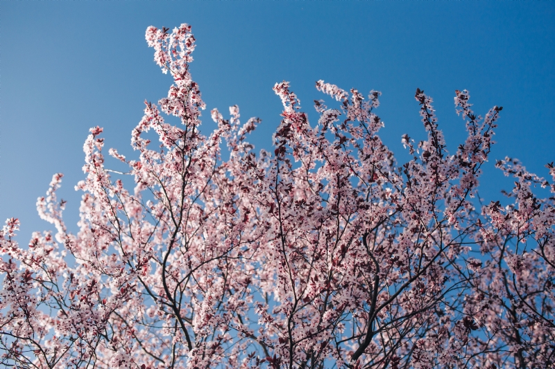 kaboompics_Pink spring flowers.jpg 方案配图,色彩意境,粉色,