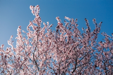 粉色 kaboompics_Pink spring flowers.jpg