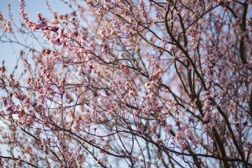 粉色 kaboompics_Pink spring flowers-2.jpg