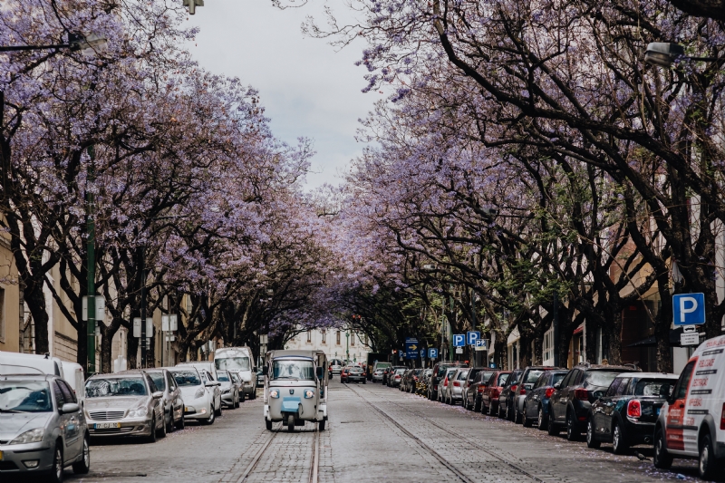 kaboompics_Purple Jacaranda trees and Tuk Tuk taxi. At Avenida Dom Carlos I, Lisbon, Portugal.jpg 方案配图,色彩意境,粉色,